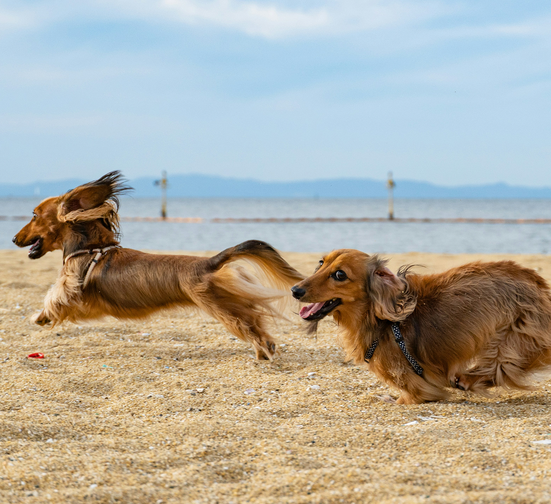 Nemusí to být zničený byt nebo přetížené klouby. Stačí vědět, kolik pohybu je pro psa dostatek pohybu