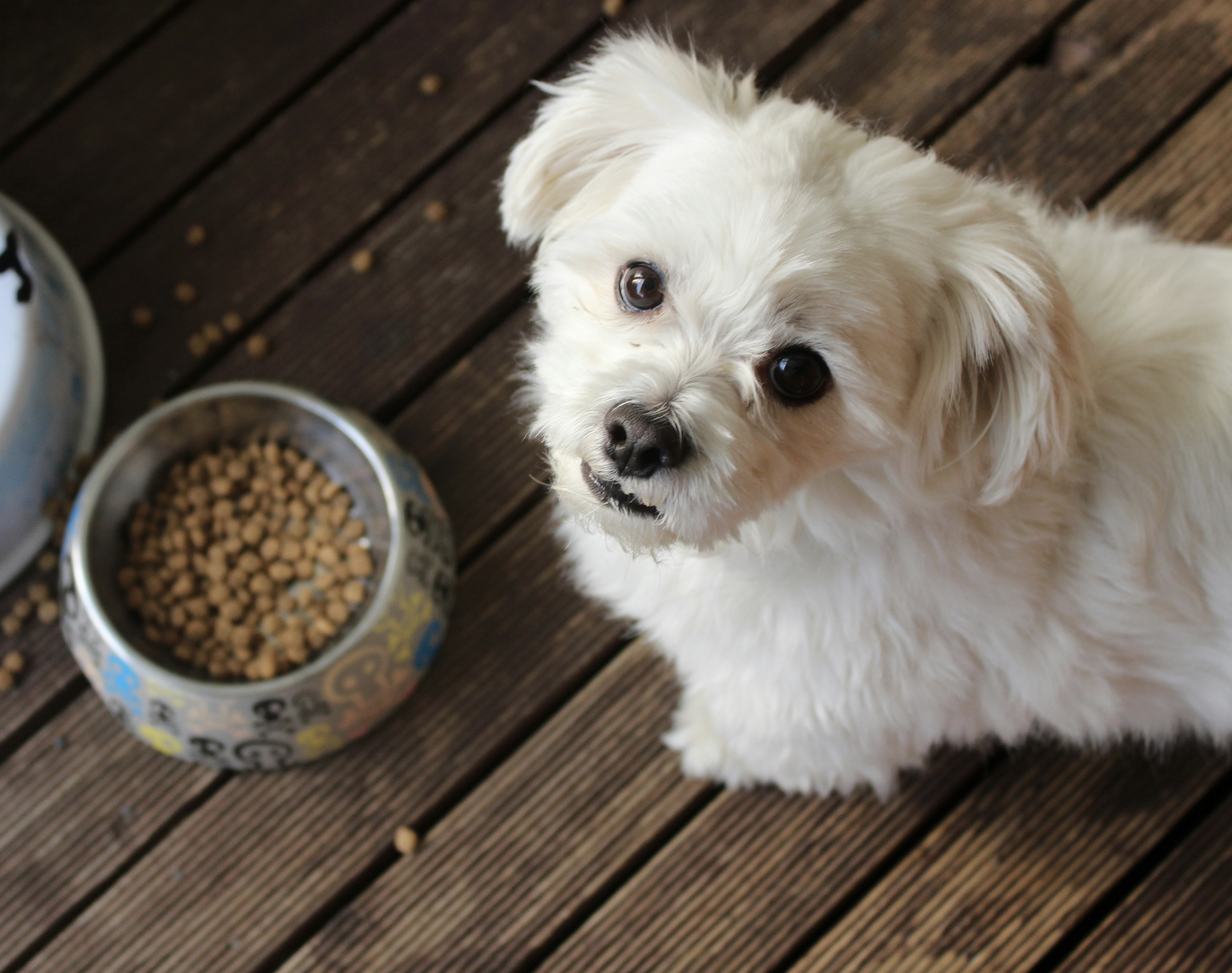 Proč kupovat BiBi FOOD, když se dá krmit prémiovými granulemi za 35 Kč na den?