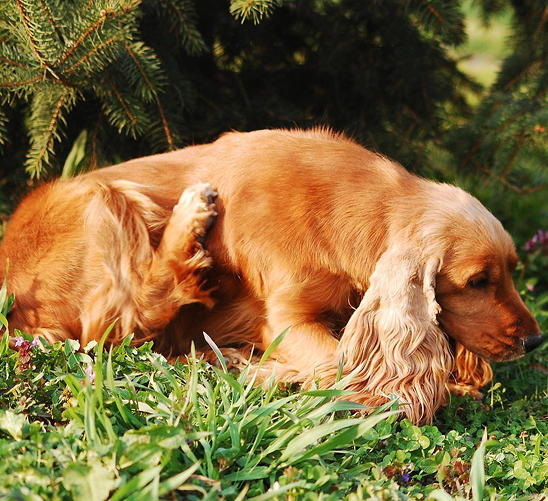 vetki – české přírodní doplňky stravy, které vznikly z lásky k jednomu psovi 🐕