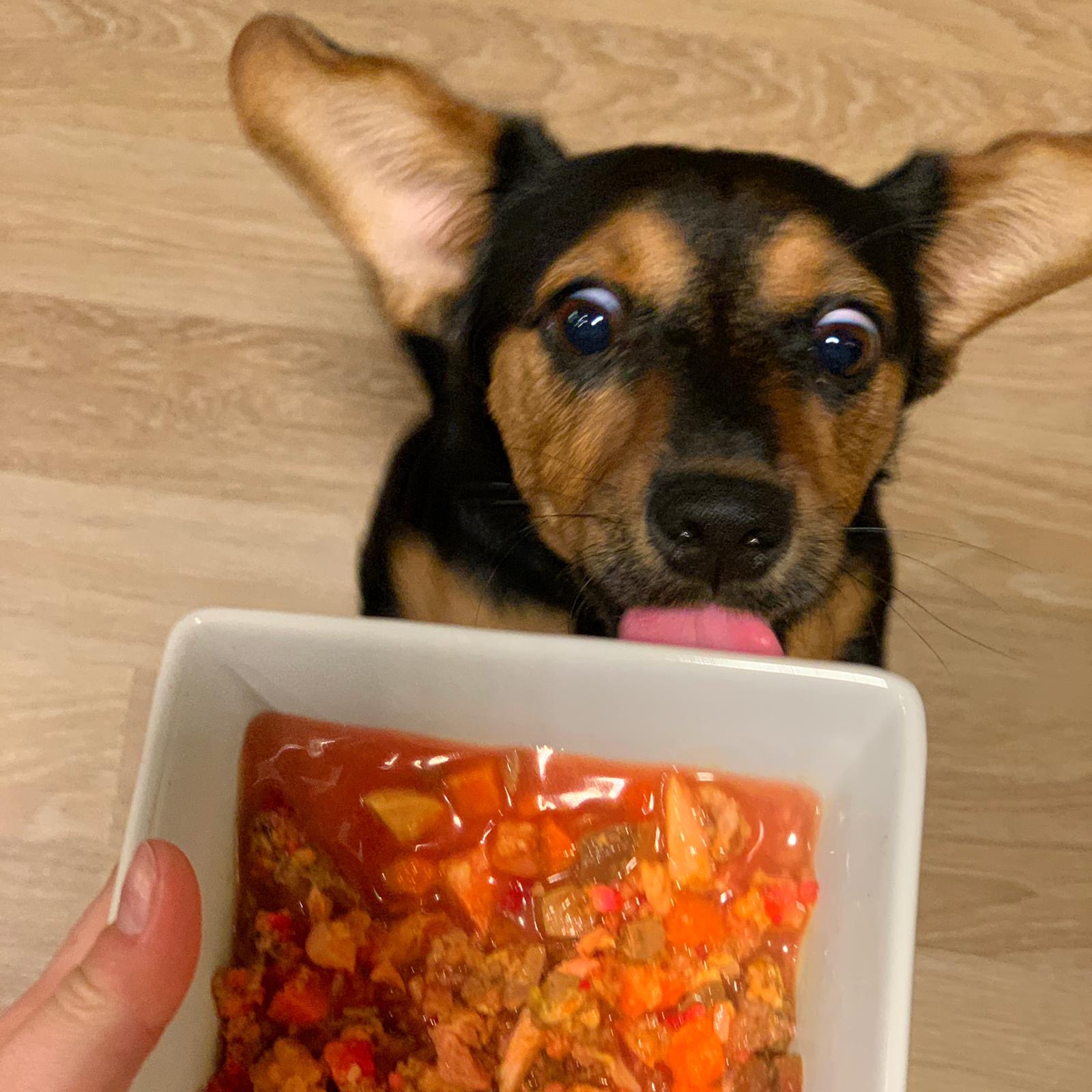 Krmení psů vařeným jídlem