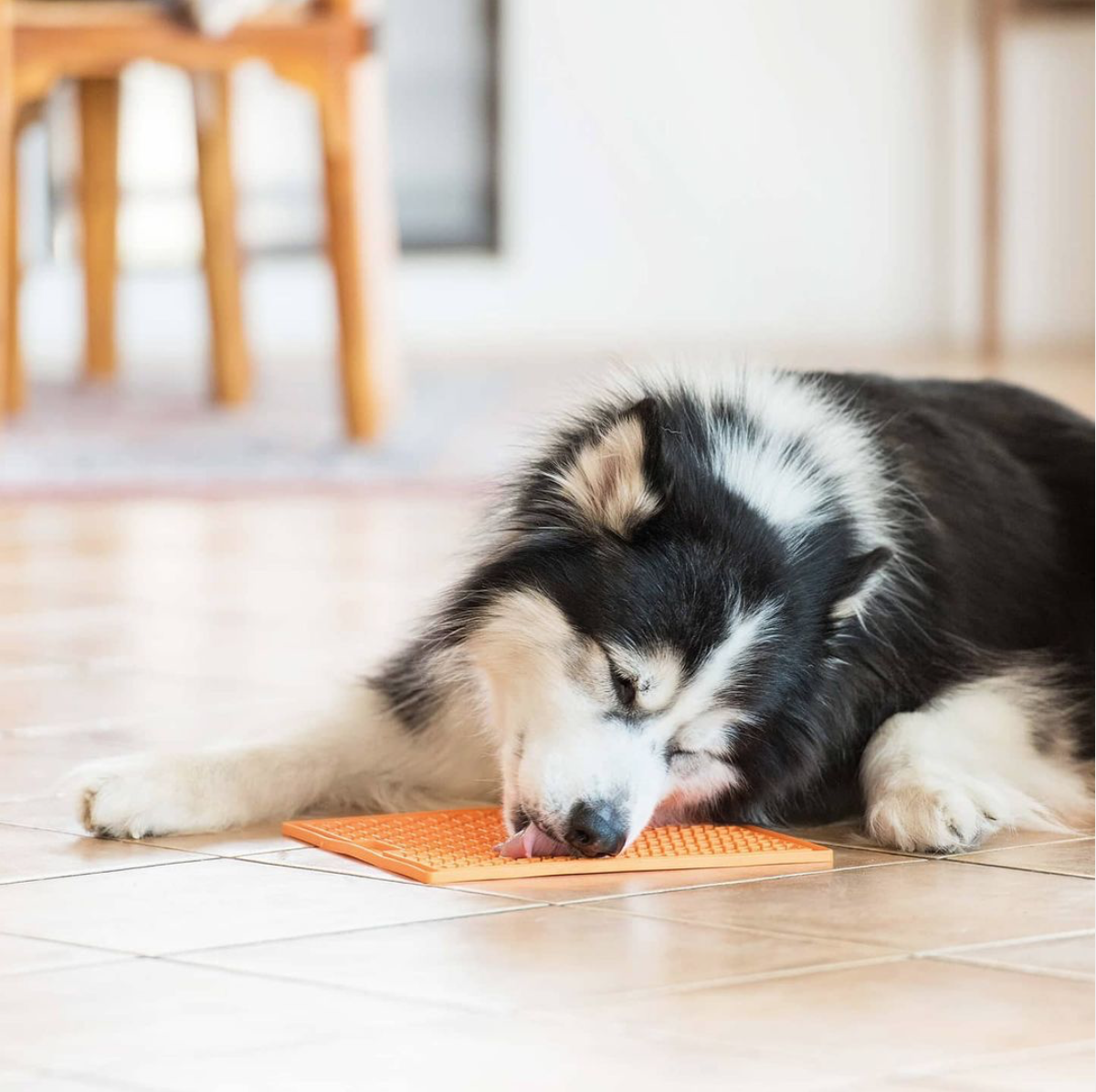 Podložka LickiMat je perfektní volbou pro boj s nudou u psů nebo koček