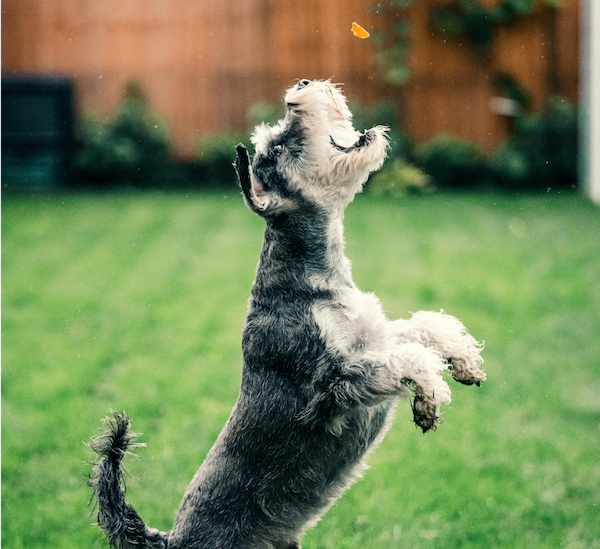 Co se děje, když pejsek slupne pamlsky, ale o normální jídlo nezavadí?