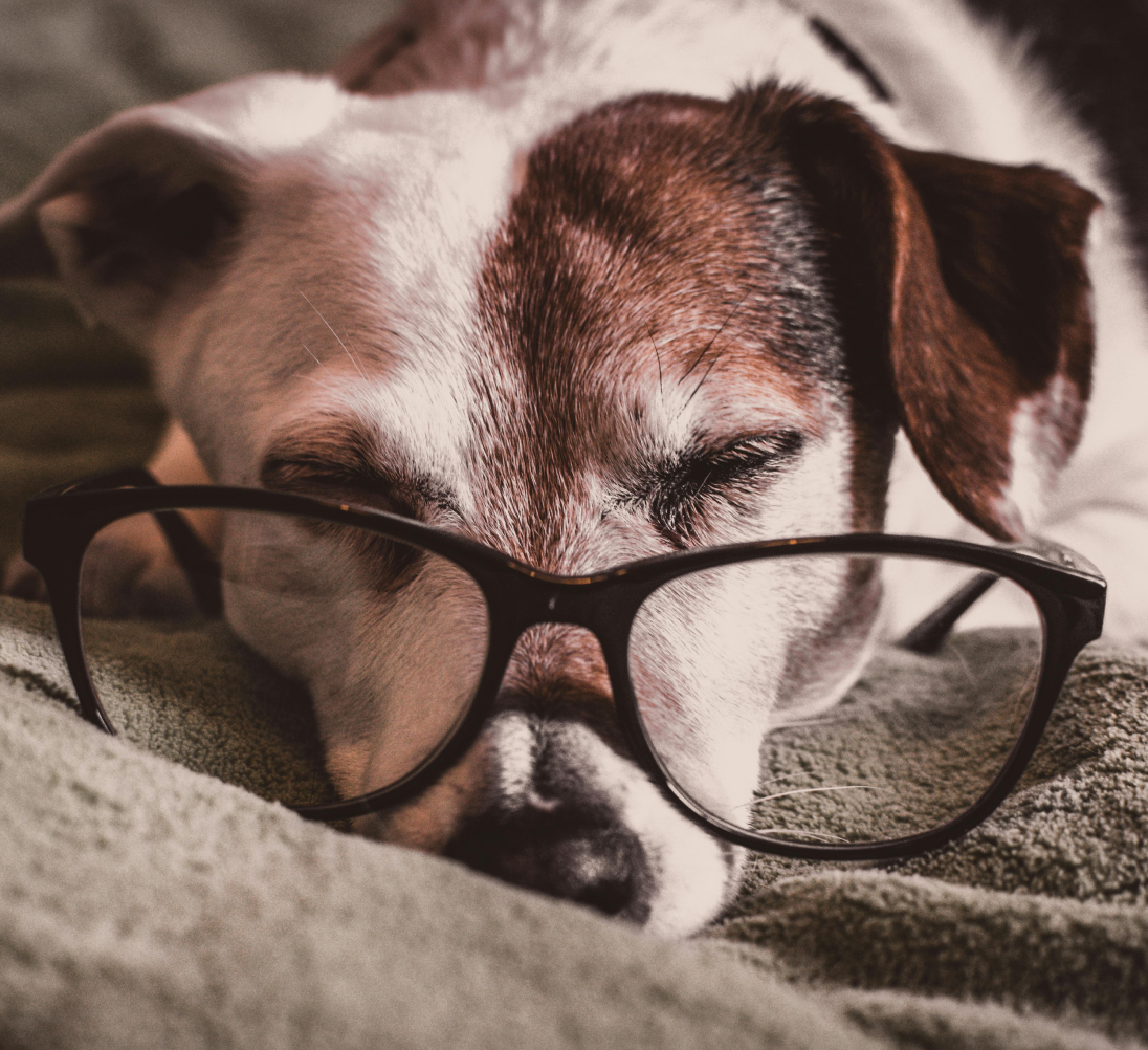 Kdy je pes oficiální starý a je třeba poskytnout mu extra péči?