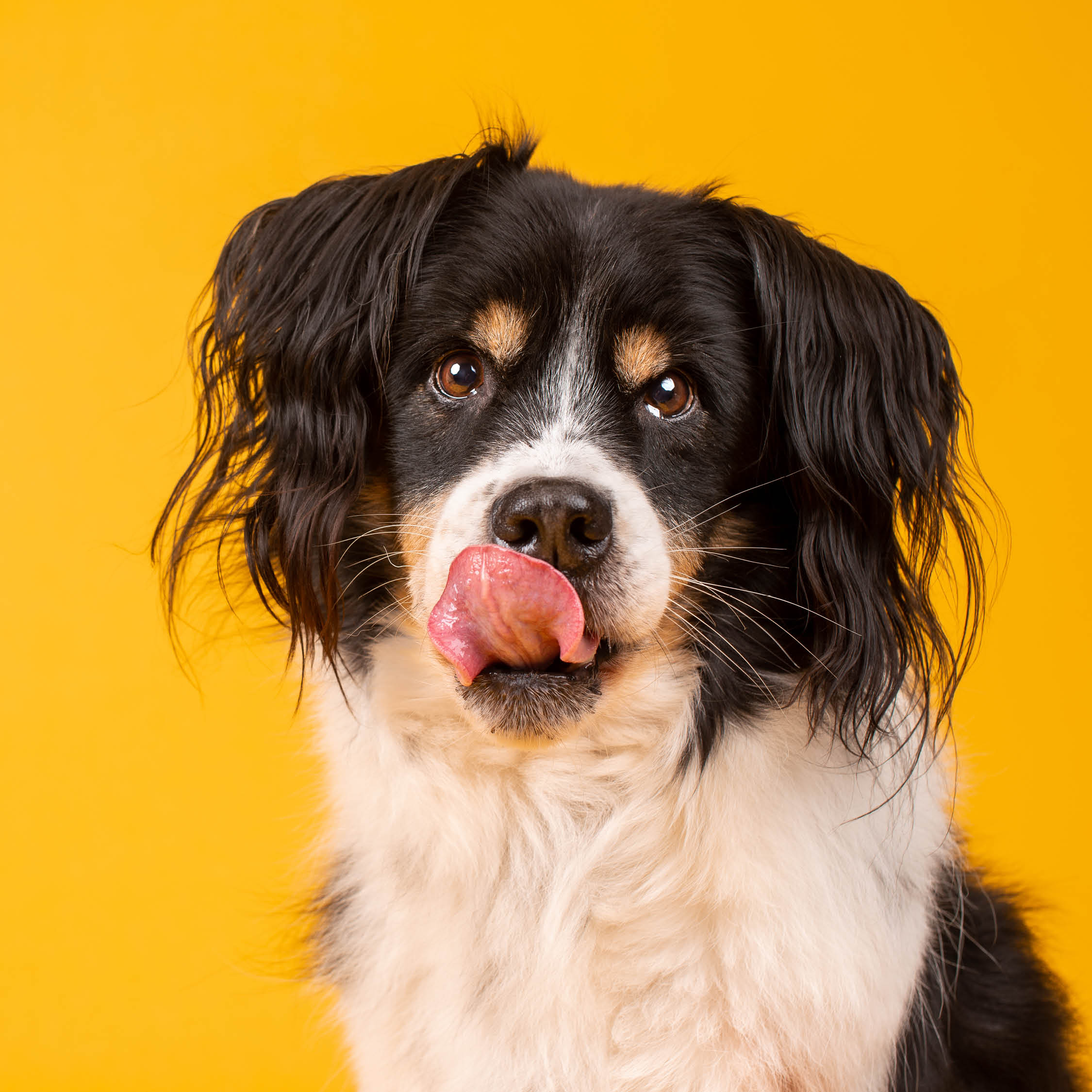 Jak často psa krmit