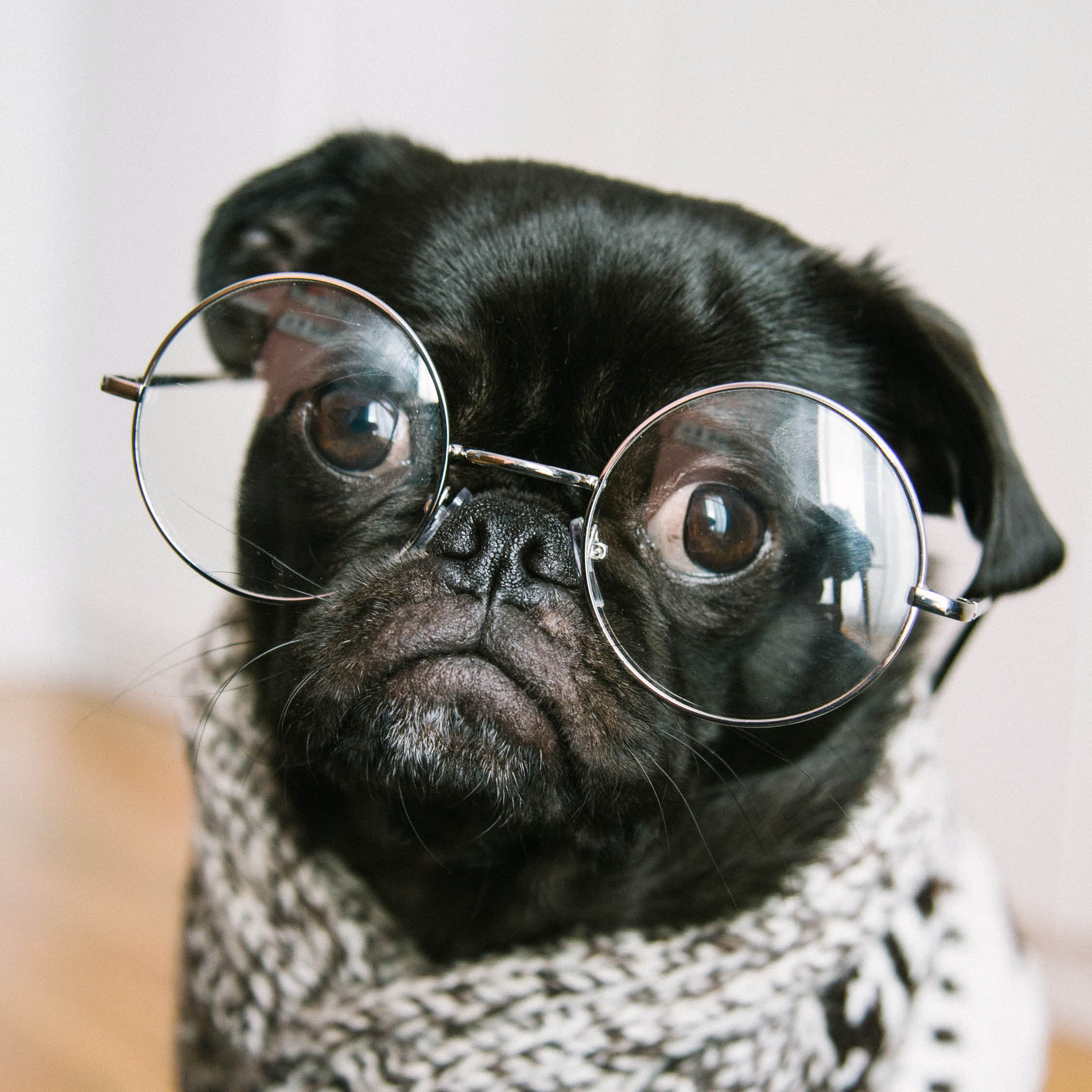 Může správné krmení ovlivnit délku psího života?