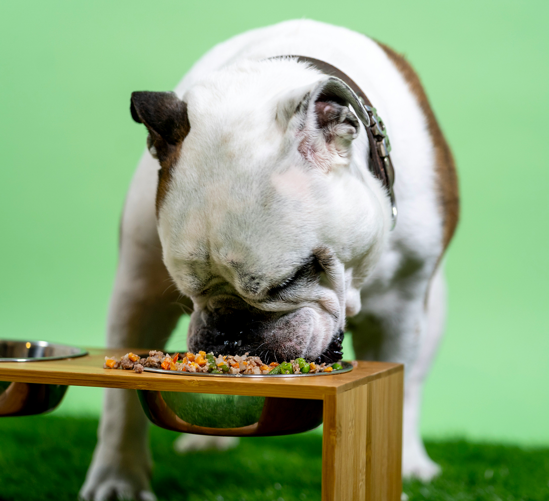 Vařené psí jídlo - zdravá a vyvážená strava | BiBi FOOD