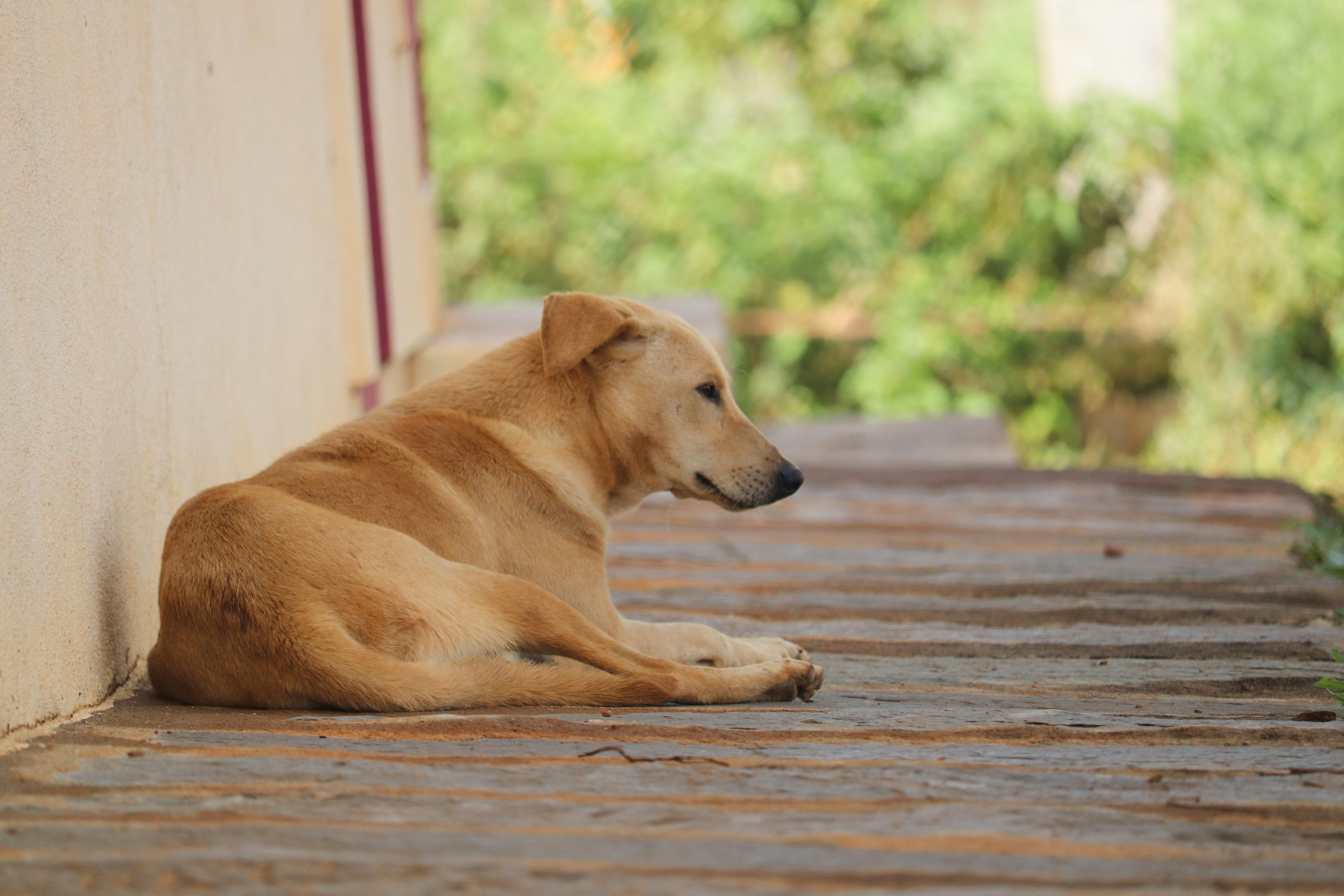 pavan-naik-GyoGKlU67VE-unsplash