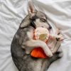Interaktivní hračky humr Pups & Bubs