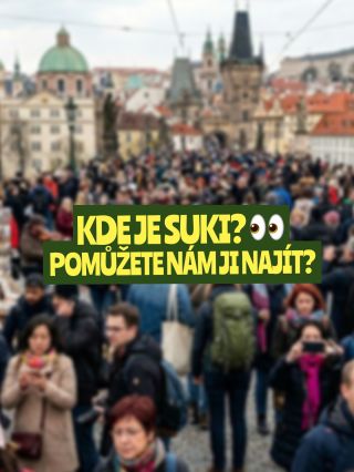 Kde je Suki? 👀 🐕 Schovala se na 3 místech v Praze - pomůžete nám ji najít? ✍🏻Napište do komentáře, kde jste jí vyčmuchali!