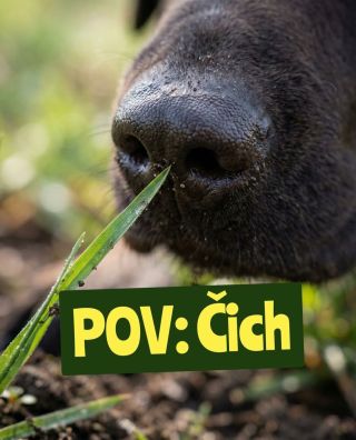 Tvůj pes ví, že je jaro. Ty to jen vidíš. 🧠 Doplňte mu energii z naší kuchyně. Čisté maso a zelenina. #bibifood...