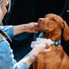 EXPLORER DOG Přírodné vlhčené obrousky pro psy 40 ks