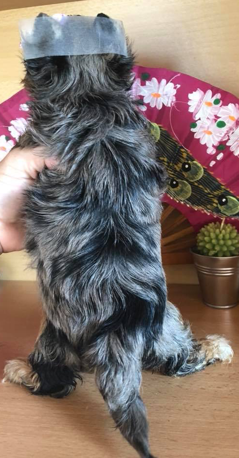 42198498_2170092293024976_3136178320605970432_n