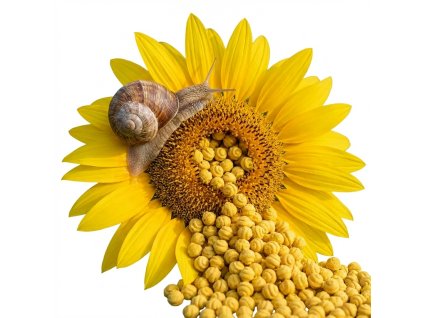 Carp Servis Václavík Method Šnek Feeder Balanc Slunečnice 12mm 22g