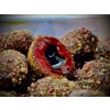 LK Baits Nutrigo Balanc Monster Crab