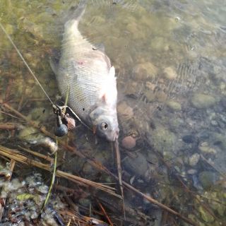 Tak první kontakt s rybou🐟 by už byl.🎣😀 #zemnikbodovka #lovcejnu #cejnobijec #lovefishing #rybarinasnu