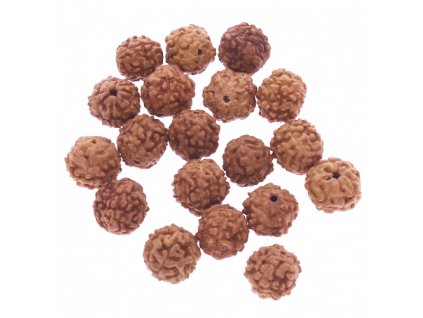 Rudraksha