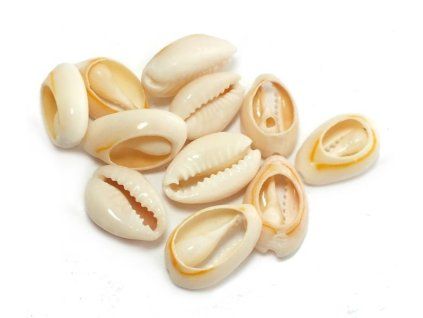 Přírodní mušle Kauri - cca 20 - 28 mm