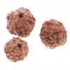 Rudraksha 2