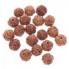 Rudraksha