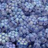flwr4 blue