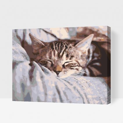 Malen nach Zahlen - Schlafende Katze