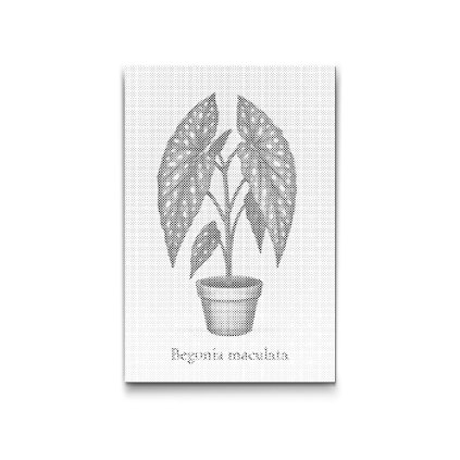 Punktmalerei_Forellen-Begonie_Begonia_maculata_M2