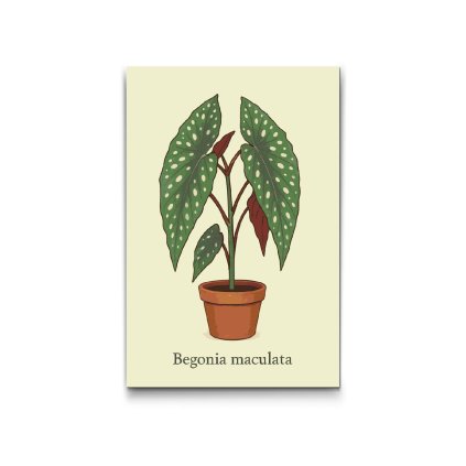 Malen_nach_Zahlen_Forellen-Begonie_Begonia_maculata_M2