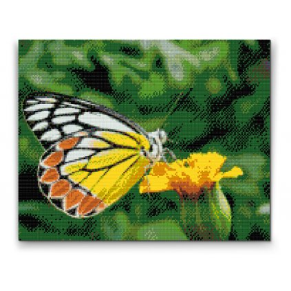 Diamond Painting - Schmetterling auf einer gelben Blume