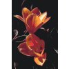 Malen nach Zahlen - Tulpe