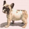 Diamond Painting - Französische Bulldogge