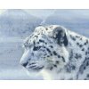 Diamond Painting - Weißer Leopard