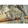 Diamond Painting - Weißer Tiger