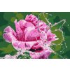 Malen nach Zahlen - Rose und Schmetterling aus Tropfen
