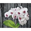 Malen nach Zahlen - Weisse Orchidee