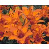Malen nach Zahlen - Orangefarbene Lilien