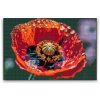 Diamond Painting - Mohnblume
