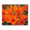Diamond Painting - Orangefarbene Lilien