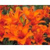 Diamond Painting - Orangefarbene Lilien