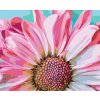 Malen nach Zahlen - Sanfte rosa Blume