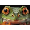 Diamond Painting - Frosch aus Nahsich