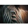 Diamond Painting - Zebra aus Nahsicht
