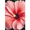 M11_Malen_nach_Zahlen_-_Hibiskusblüte