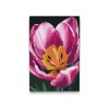 M2_Malen_nach_Zahlen_-_Tulpenblüte