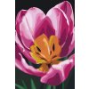 M11_Malen_nach_Zahlen_-_Tulpenblüte