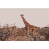 Malen nach Zahlen - Giraffe in der Wildnis