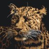 Malen nach Zahlen - Jaguar