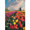 M11_Malen_nach_Zahlen_-_Windmühlen_auf_einem_Tulpenfeld