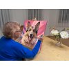 M9_Malen_nach_Zahlen_-_Deutscher_Schäferhund_in_Rosatönen