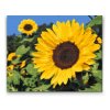 Diamond painting - Sonnenblume