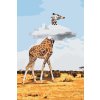 Malen nach Zahlen - Giraffe mit dem Kopf in den Wolken
